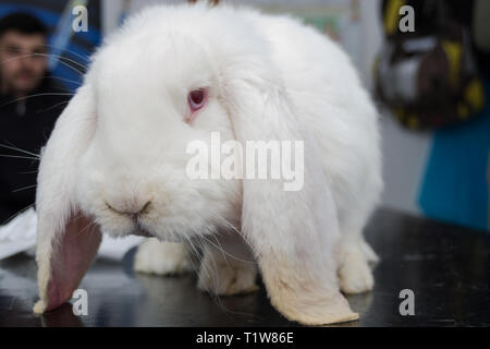 white rabbit with dental abscess Stock Photo - Alamy