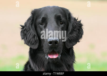 Black flat-coated retriever in field, gundog / gun dog breed originating from the United Kingdom Stock Photo