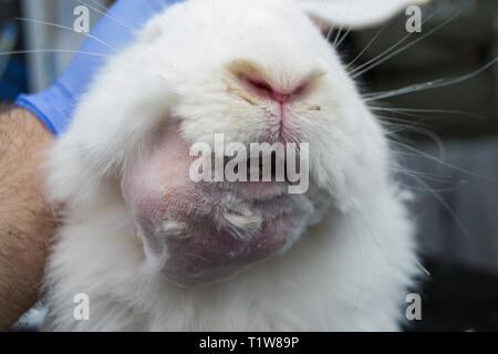 white rabbit with dental abscess Stock Photo - Alamy