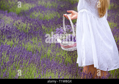 girl dressed in white gathers a basket of lavender flowers from a field Stock Photo