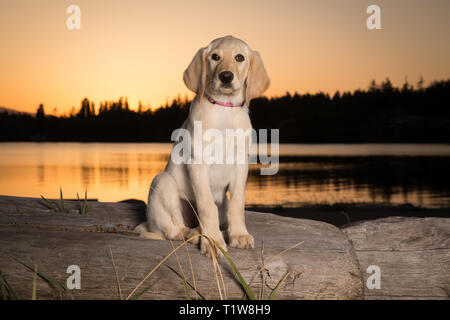 Labrador fashion 3 month puppy