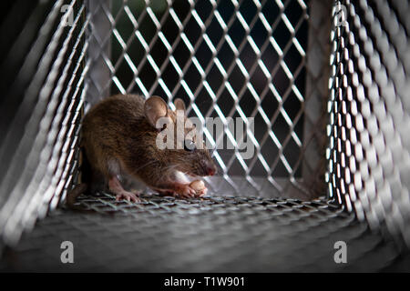 one rat eating something in metal trap Stock Photo