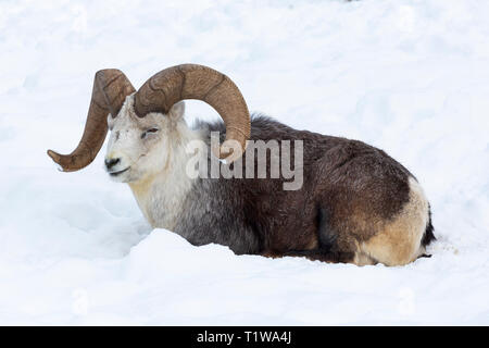 Thinhorn sheep, Ovis dalli Stock Photo