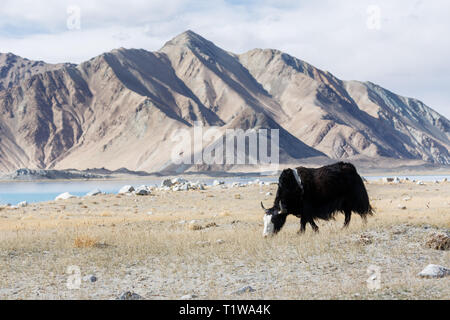 Black yak grazing in front of mountains near Lake Karakul (Karakorum Highway, Xinjiang Province, China) Stock Photo