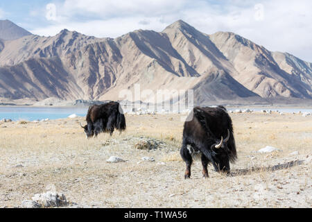 Two yaks grazing in front of mountains near Lake Karakul (Karakorum Highway, Xinjiang Province, China) Stock Photo