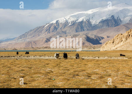 Yak herd grazing in the grasslands near Lake Karakul. In the background mighty Pamir Mountains (Karakorum Highway, Xinjiang Province, China) Stock Photo