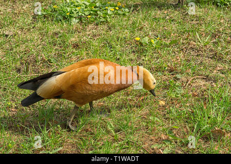 Female Ruddy shelduck Tadorna ferruginea ( Brahminy duck). Ruddy shelduck walking through a flooded meadow while looking for food
