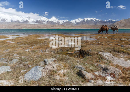 Camels grazing at Lake Karakul (Karakorum Highway, Xinjiang Province, China) Stock Photo