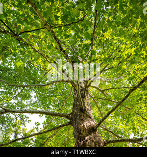 Trunk of a tree with brown textured bark. Bottom view on the green crown. Stock Photo