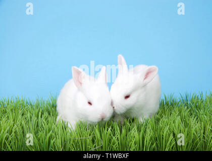 Two adorable two week old albino baby bunnies in green grass with blue background. Stock Photo