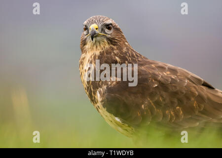 Common Buzzard (buteo buteo) feeding on a rabbit.  Taken in the mid-Wales, UK countryside in spring Stock Photo