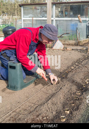 Older man planting parsnip seedlings, raised in toilet roll tubes, on an allotment, England, UK Stock Photo