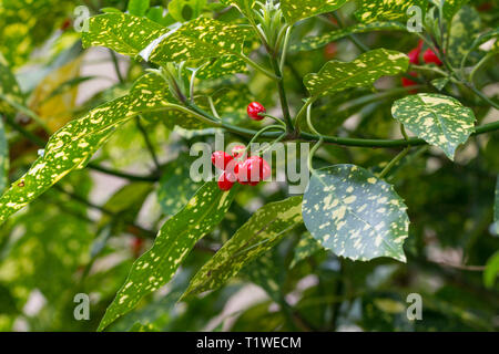 Red berries on aucuba japonica variegata japanese laurel female plant in early spring. Large long evergreen leathery glossy leaves spotted with cream. Stock Photo