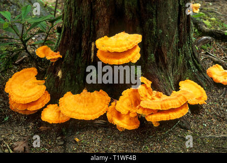 Chicken mushrooms, or sulfur shelf (Laetiporus sulphureus), on tree trunk in Appalacian Mountains. Stock Photo