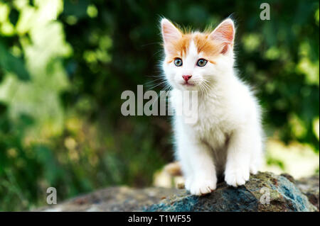 Close up of a beautiful white and red kitten sitting on a stone outdoors Stock Photo
