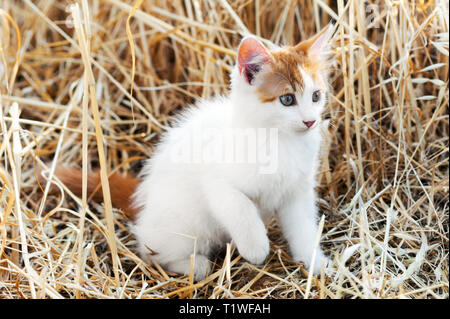 A beautiful white and red kitten is sitting in a dry field Stock Photo