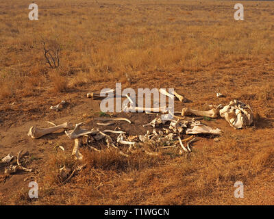 bleached bones of skeleton of an African elephant (Loxodonta africana) lie in position on red earth of African savannah in Tsavo East NP, Kenya Africa Stock Photo