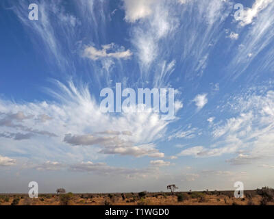 lone African elephant (Loxodonta africana) in scrubby bush of African savannah dwarfed by dramatic sky in dry landscape of Tsavo East NP, Kenya Africa Stock Photo