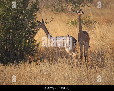 two female Gerenuk or giraffe gazelles (Litocranius walleri) a long-necked dry country antelope, browsing on bushes in Tsavo East NP, Kenya, Africa Stock Photo