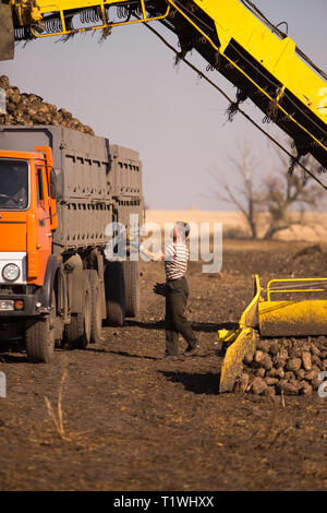 October 14, 2014. Ukraine. Kiev. A young Caucasian man works during the harvest in the field, loading sugar beet into a truck, using a loader, a sunny Stock Photo