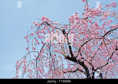 The pink sakura cherry blossom flowers and natural plants in Japan Tokyo park Stock Photo