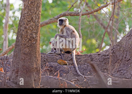 Mother and Baby Langur in a tree in Chtiwan National Park in India Stock Photo