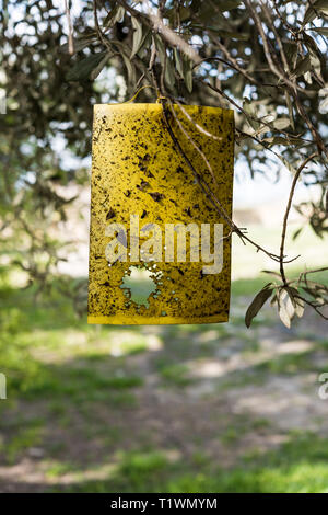 Yellow fly trap paper on Olive trees Stock Photo - Alamy