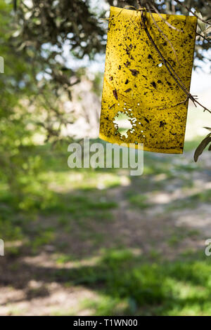 Yellow fly trap paper on Olive trees Stock Photo - Alamy