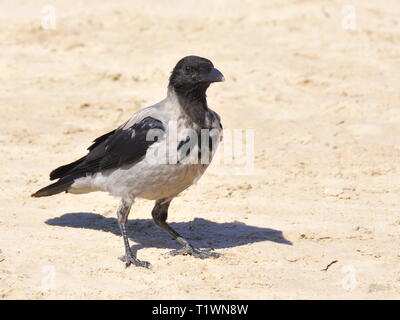 Hooded crow Corvus cornix on a sandy beach Stock Photo