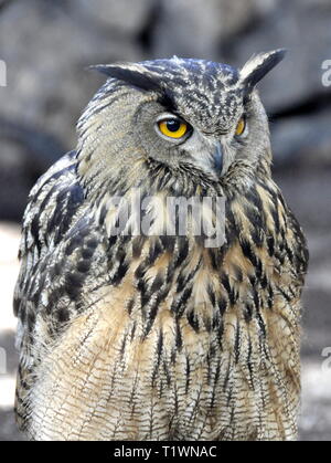 The Eurasian eagle-owl Bubo bubo Stock Photo