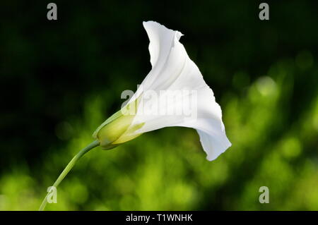 White flower of Convolvulus bindweed Stock Photo