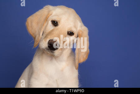 Young labradoodle puppy in studio with blue background Stock Photo