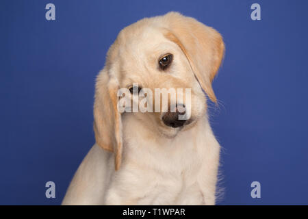 Young labradoodle puppy in studio Stock Photo