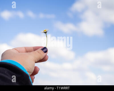 A woman with nails painted purple with one daisy flower in her hand in spring. Stock Photo