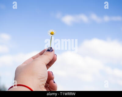 A woman with nails painted purple with one daisy flower in her hand in spring. Stock Photo