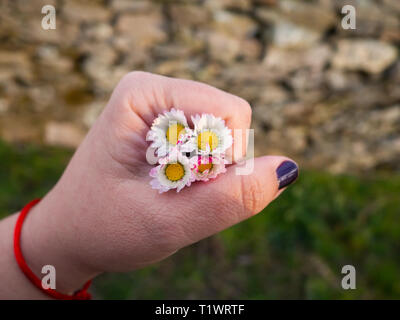 A woman with nails painted purple with daisy flowers in her hand in spring. Stock Photo