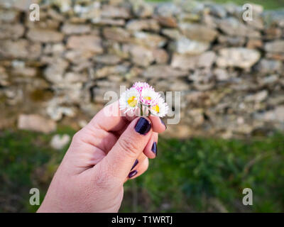 A woman with nails painted purple with daisy flowers in her hand in spring. Stock Photo