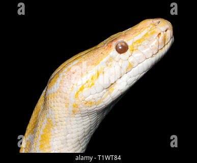 albino tiger python (Python molurus) isolated on black. Stock Photo