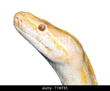 albino tiger python (Python molurus) isolated on white. Stock Photo