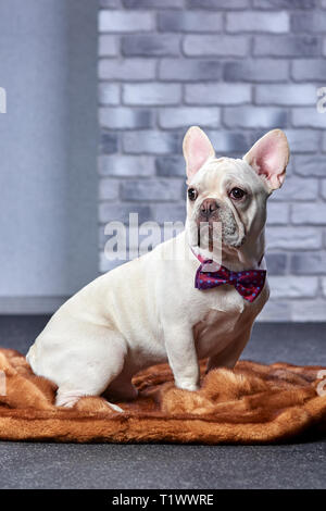 gloomy French Bulldog with red bow tie Stock Photo