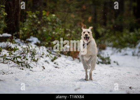 Labrador retriever dog running in the snow in winter Stock Photo