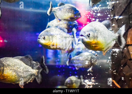 Red bellied piranha Pygocentrus nattereri, Wildlife animal. Stock Photo