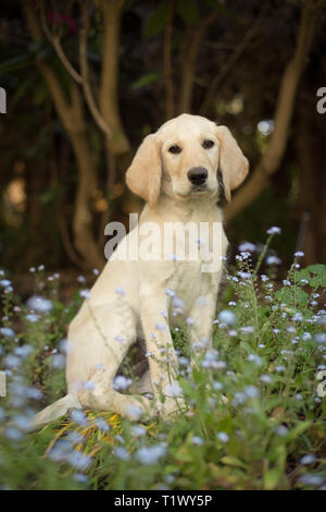Yellow labradoodle puppy sitting in garden of blue flowers Stock Photo