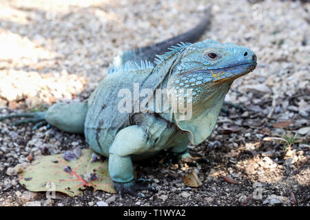 A blue iguana at the Queen Elizabeth II Royal Botanic Park at the Queen Elizabeth II Royal Botanic Park which was visited by the Prince of Wales. Stock Photo