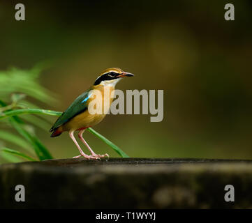 The Indian pitta is a sub-Himalayan bird that winters in Southern India, searching water in Indian summer time Stock Photo