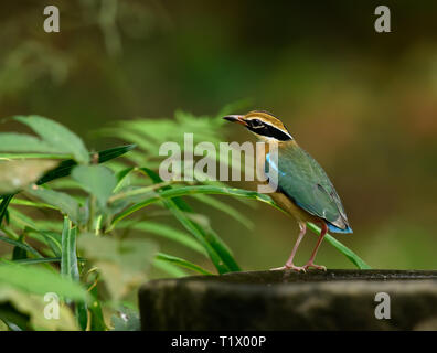 The Indian pitta is a sub-Himalayan bird that winters in Southern India, searching water in Indian summer time Stock Photo