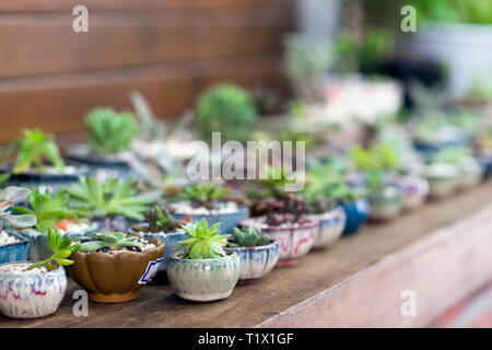 Succulents, green plants in small beautiful and traditional ceramic vases Stock Photo