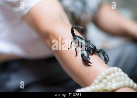A man hanging an Emperor scorpion, also called Pandinus imperator or giant forest black scorpion in a street market of Xi'An, China Stock Photo