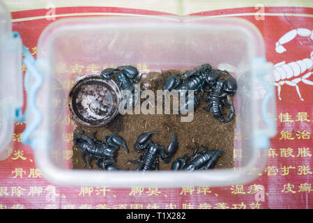 Some emperor scorpions, also called Pandinus imperator or giant forest black scorpions in a box in a street market of Xi'An, China Stock Photo