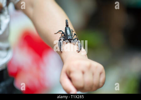 A man hanging an Emperor scorpion, also called Pandinus imperator or giant forest black scorpion in a street market of Xi'An, China Stock Photo